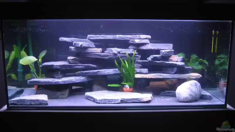 Dekoration im Aquarium minimalawi von mbunatico (3)