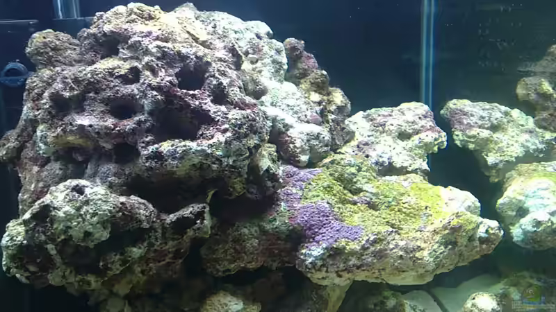 Dekoration im Aquarium Miniriff von Gernold (2)