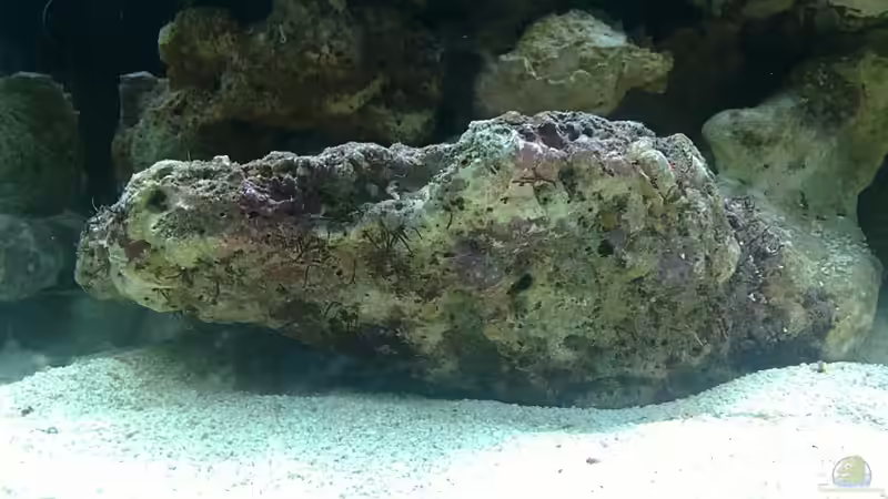 Dekoration im Aquarium Miniriff von Gernold (3)