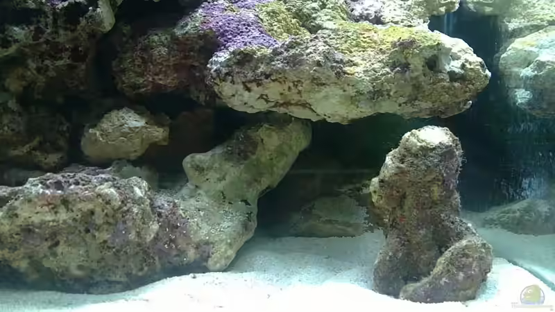 Dekoration im Aquarium Miniriff von Gernold (4)