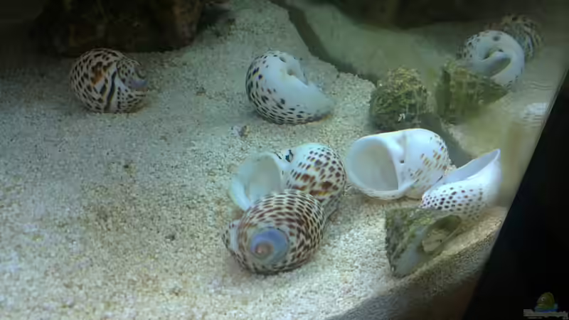 Dekoration im Aquarium Miniriff von Gernold (5)