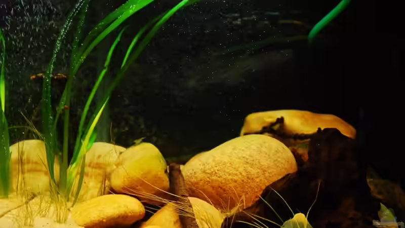 Dekoration im Aquarium Minirochen Flusslandschaft von Benjamin Hamann (3)