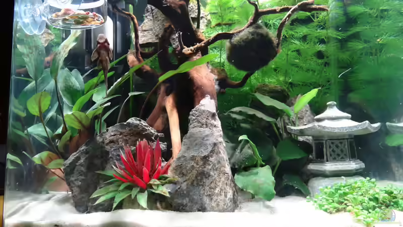 Dekoration im Aquarium Miniunterwasserwelt von mcfly (58)