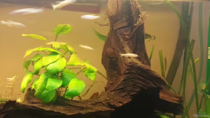 Dekoration im Aquarium Mittelamerika Meeki Becken von Der Dreiäugige Goldfisch (22)