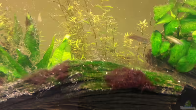 Dekoration im Aquarium Mittelamerika Meeki Becken von Der Dreiäugige Goldfisch (25)