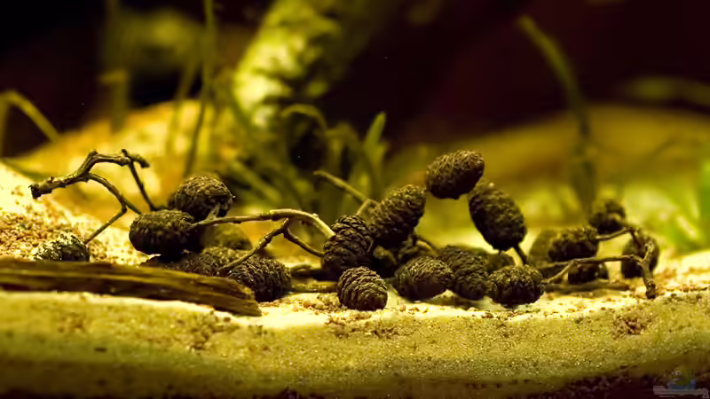 Dekoration im Aquarium Mittelamerikanische Buntbarsche von Benjamin Hamann (8)