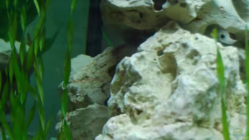 Dekoration im Aquarium mp Scubabay von Rudi Zettl (3)