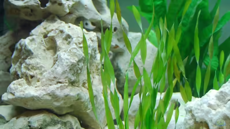 Dekoration im Aquarium mp Scubabay von Rudi Zettl (4)