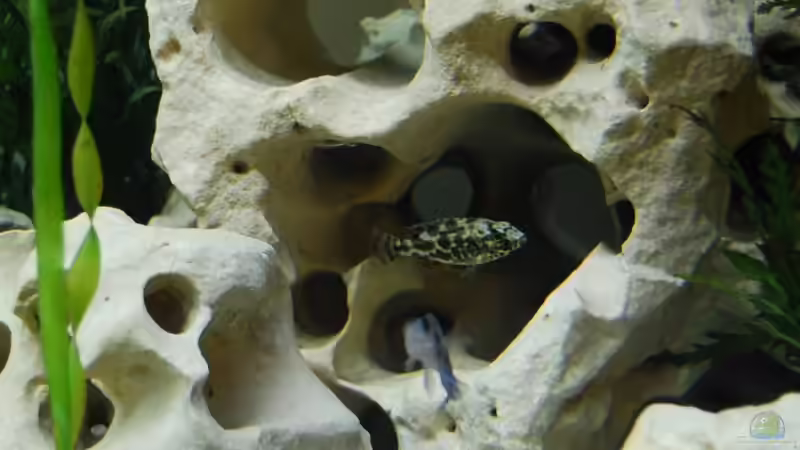 Dekoration im Aquarium mp Scubabay von Rudi Zettl (5)