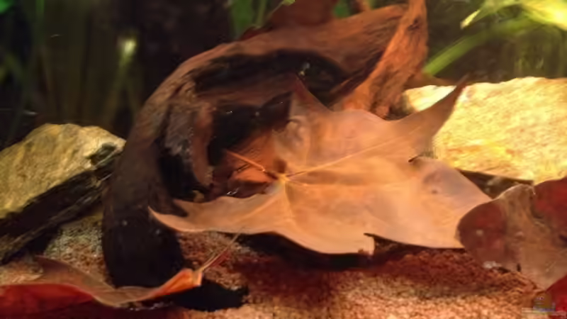 Dekoration im Aquarium Mr. Rabaut&#039;s Erben(existiert so nicht mehr) von der Steirer (33)