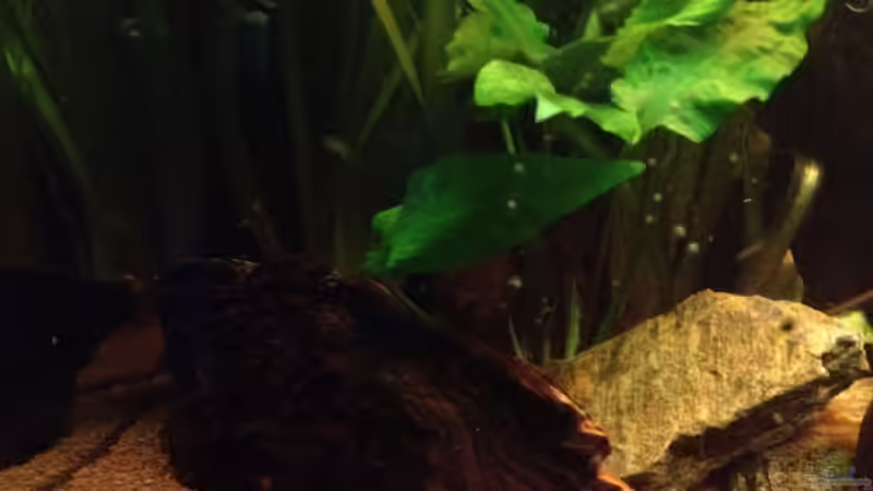 Dekoration im Aquarium Mr. Rabaut&#039;s Erben(existiert so nicht mehr) von der Steirer (35)