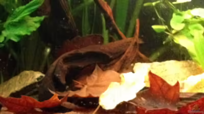 Dekoration im Aquarium Mr. Rabaut&#039;s Erben(existiert so nicht mehr) von der Steirer (36)
