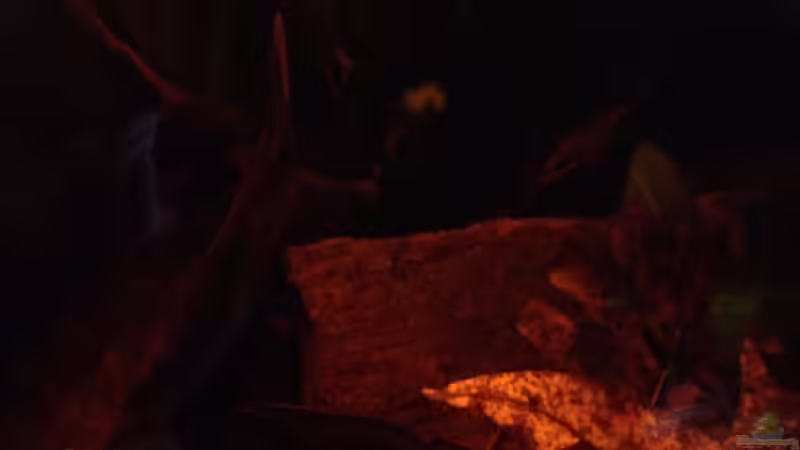 Dekoration im Aquarium Mr. Rabaut&#039;s Erben(existiert so nicht mehr) von der Steirer (39)