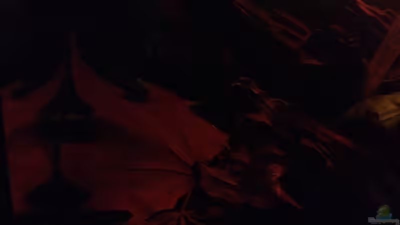 Dekoration im Aquarium Mr. Rabaut&#039;s Erben(existiert so nicht mehr) von der Steirer (41)