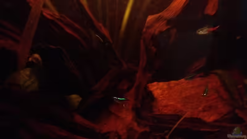 Dekoration im Aquarium Mr. Rabaut&#039;s Erben(existiert so nicht mehr) von der Steirer (42)