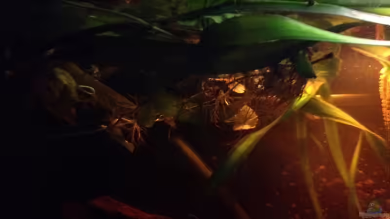 Dekoration im Aquarium Mr. Rabaut&#039;s Erben(existiert so nicht mehr) von der Steirer (43)