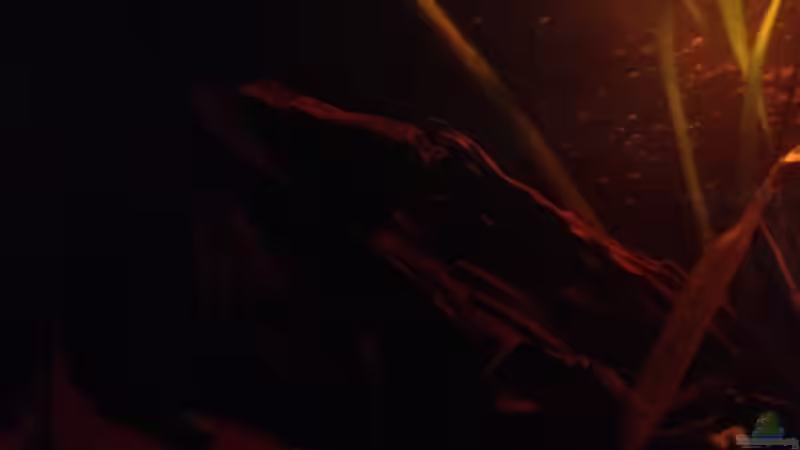 Dekoration im Aquarium Mr. Rabaut&#039;s Erben(existiert so nicht mehr) von der Steirer (44)