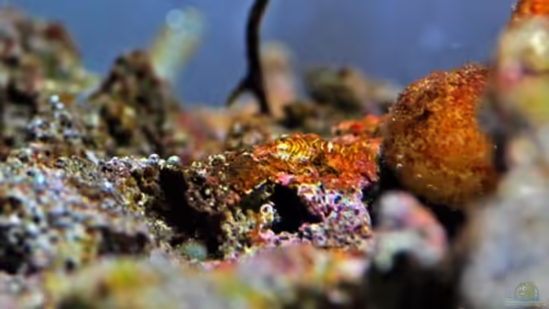 Dekoration im Aquarium MW Würfel WZ von Cichlid Power (14)