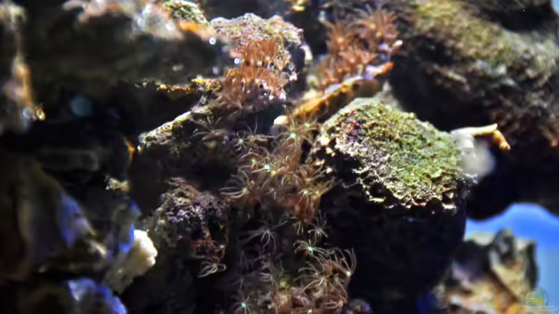 Dekoration im Aquarium MW Würfel WZ von Cichlid Power (15)