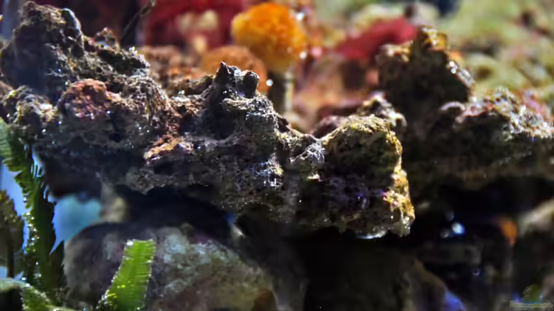 Dekoration im Aquarium MW Würfel WZ von Cichlid Power (16)