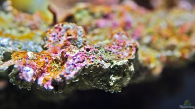 Dekoration im Aquarium MW Würfel WZ von Cichlid Power (17)