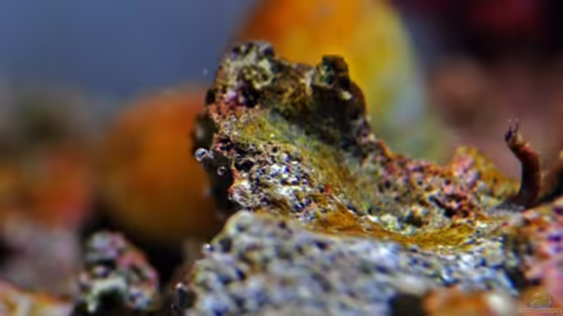 Dekoration im Aquarium MW Würfel WZ von Cichlid Power (18)