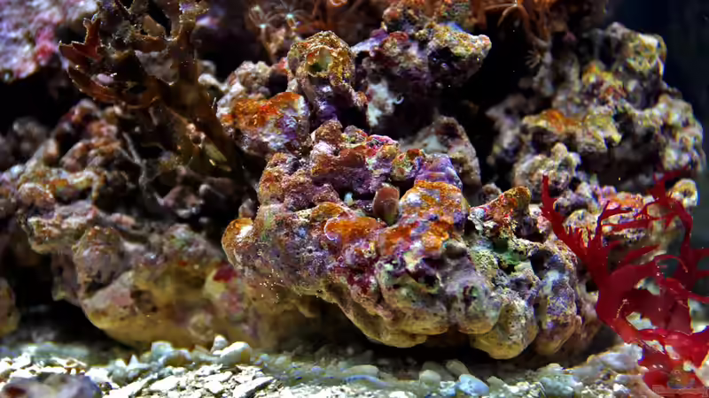 Dekoration im Aquarium MW Würfel WZ von Cichlid Power (21)