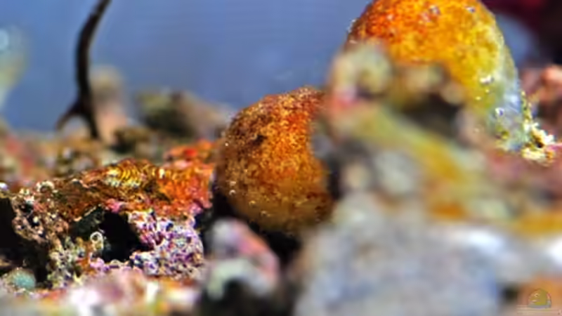 Dekoration im Aquarium MW Würfel WZ von Cichlid Power (22)