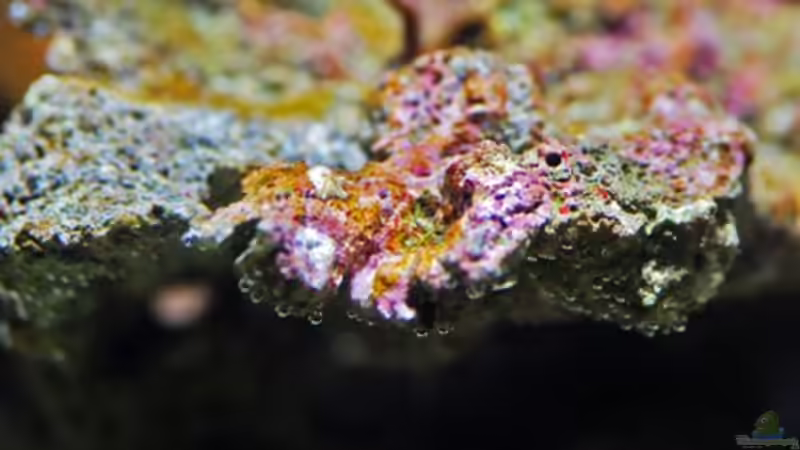 Dekoration im Aquarium MW Würfel WZ von Cichlid Power (24)