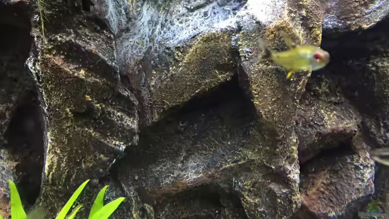 Dekoration im Aquarium My American( nur noch Beispiel) von Basti@ (16)