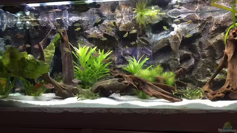 Dekoration im Aquarium My American( nur noch Beispiel) von Basti@ (17)