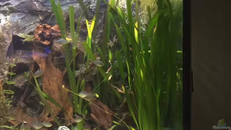 Dekoration im Aquarium My American( nur noch Beispiel) von Basti@ (18)