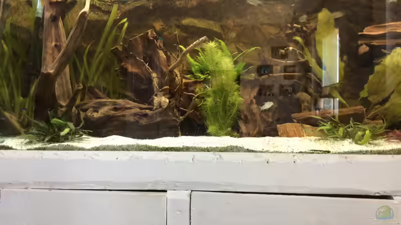 Dekoration im Aquarium My American( nur noch Beispiel) von Basti@ (8)