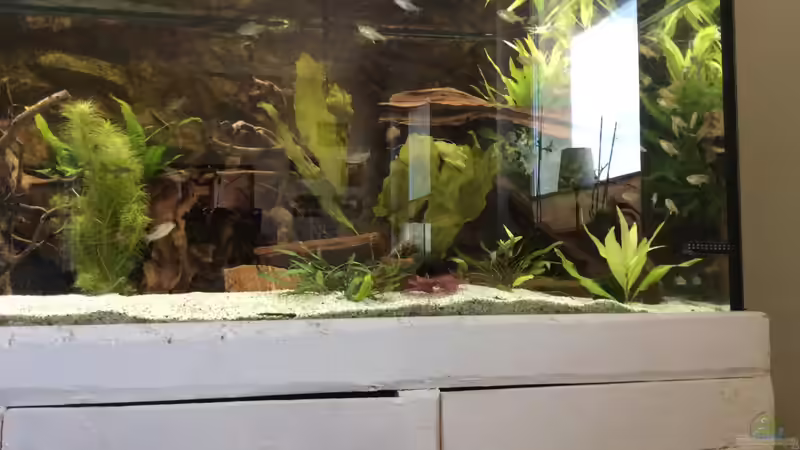 Dekoration im Aquarium My American( nur noch Beispiel) von Basti@ (9)