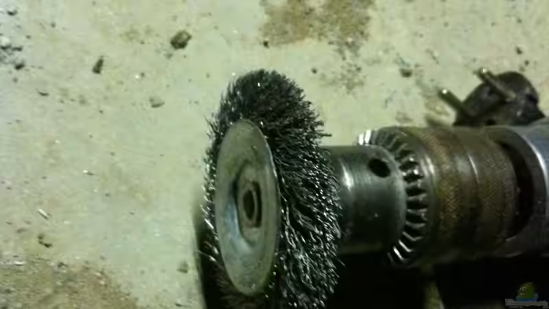 Dekoration im Aquarium My beautiful P. pulcher von Exotist (36)