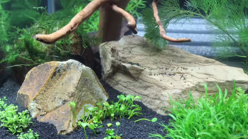 Dekoration im Aquarium My first little Nano (nur noch als Beispiel) von SouthAmerica (23)