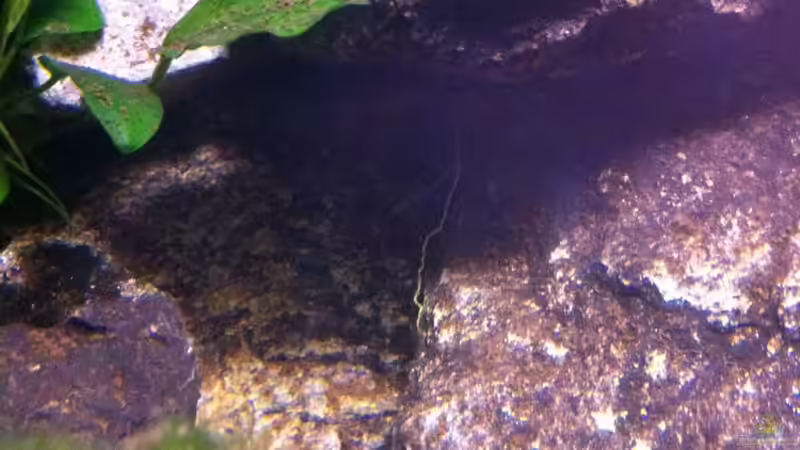 Dekoration im Aquarium My Lake Matano--existiert so nicht mehr von Exotist (9)