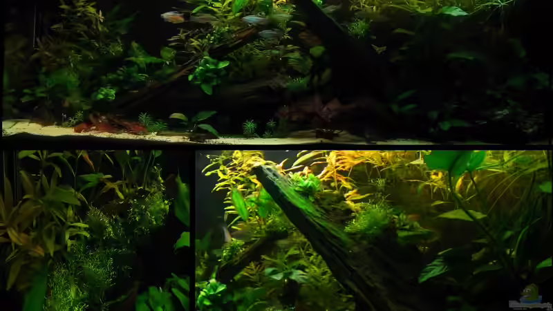 Dekoration im Aquarium My little African Dream Nur noch als Beispiel von johnK (6)