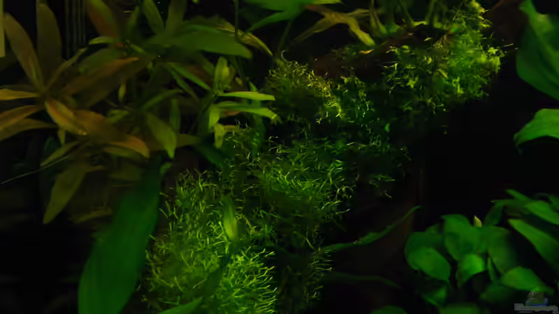 Dekoration im Aquarium My little African Dream Nur noch als Beispiel von johnK (8)