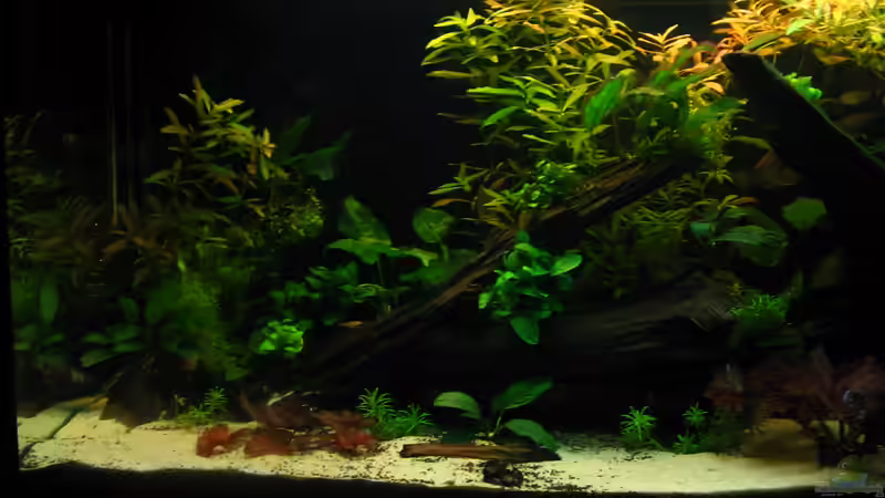Dekoration im Aquarium My little African Dream Nur noch als Beispiel von johnK (9)
