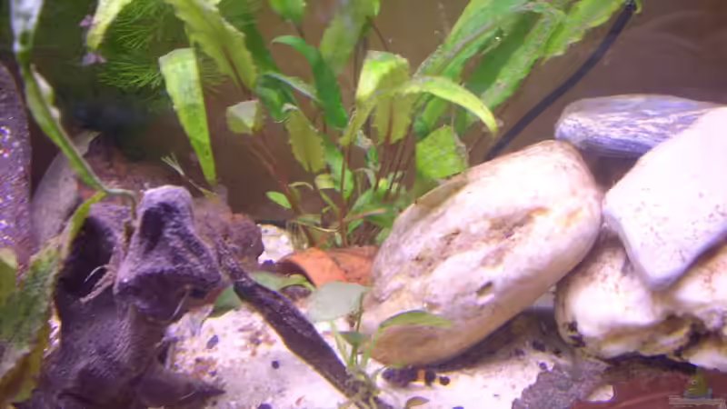 Dekoration im Aquarium My little Brachygobius doriae---AUFGELÖST von Exotist (7)