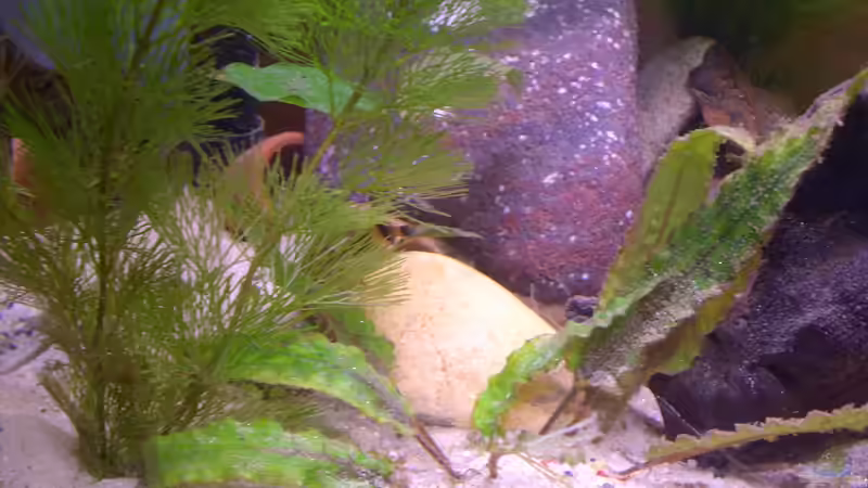 Dekoration im Aquarium My little Brachygobius doriae---AUFGELÖST von Exotist (8)