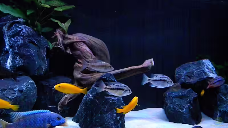 Dekoration im Aquarium My Malawi-Dream von flightsim (37)