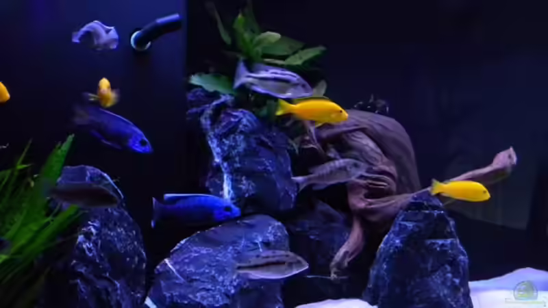 Dekoration im Aquarium My Malawi-Dream von flightsim (38)