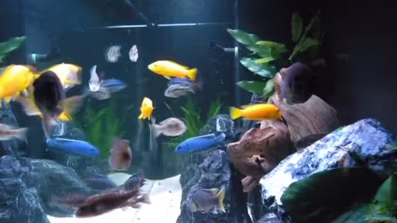 Dekoration im Aquarium My Malawi-Dream von flightsim (39)
