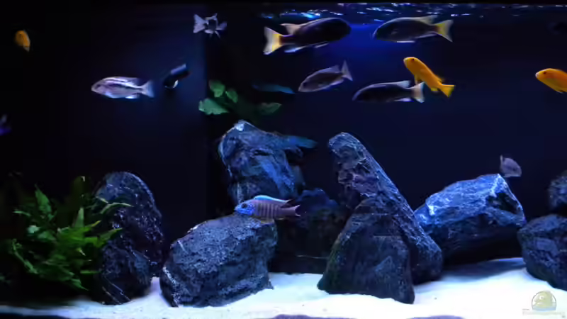 Dekoration im Aquarium My Malawi-Dream von flightsim (41)