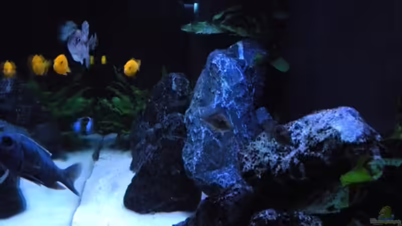 Dekoration im Aquarium My Malawi-Dream von flightsim (42)