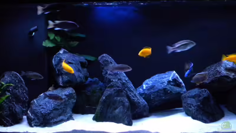 Dekoration im Aquarium My Malawi-Dream von flightsim (43)