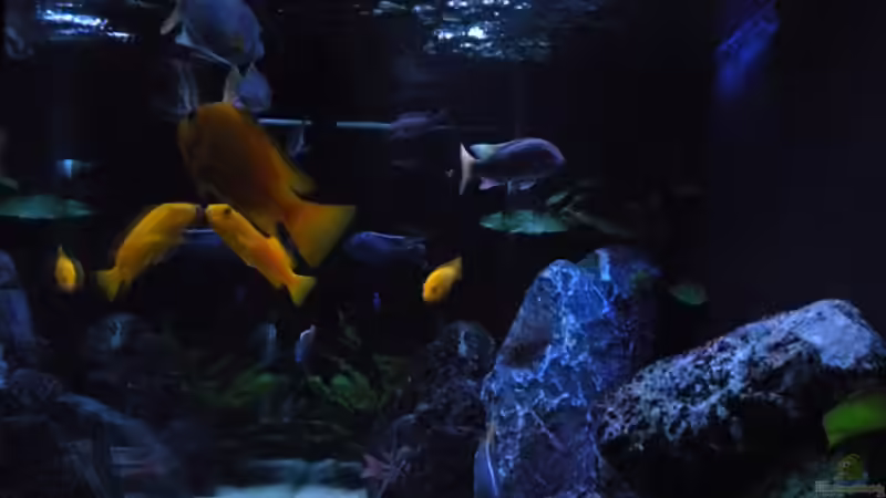 Dekoration im Aquarium My Malawi-Dream von flightsim (44)