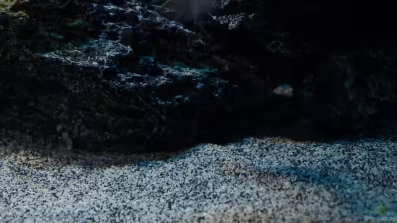 Dekoration im Aquarium MYlawi von Stefan Schmitt (7)